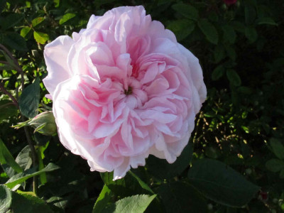 duchessedemontebello.jpg