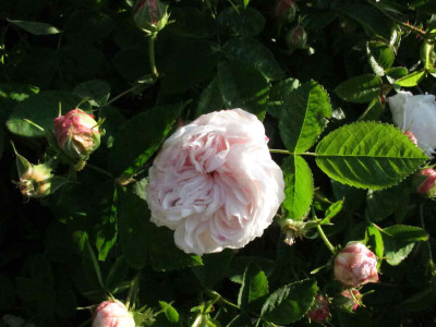 blanchefleur143.jpg