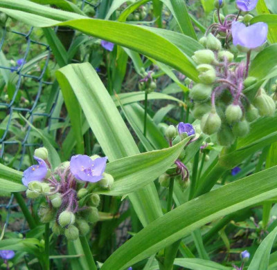 blaueblumeueberall.jpg