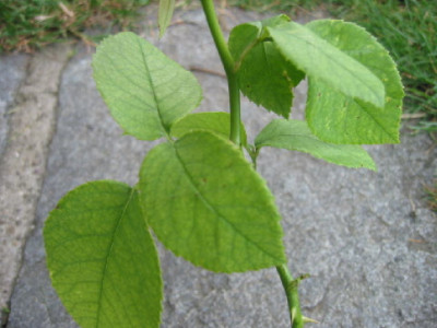 Rosenlaub.jpg