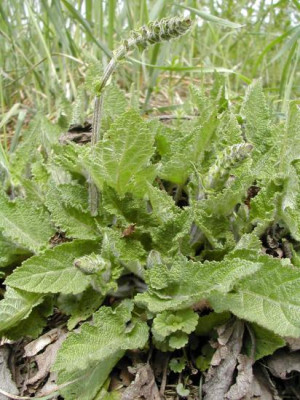 Salvia_pratensis.jpg