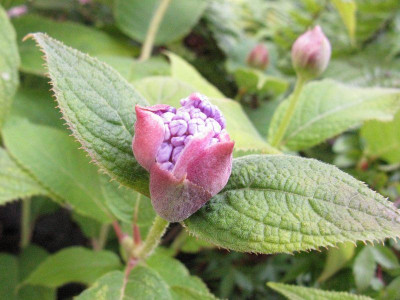 Hydrangea_involucrata_Typ_Italien_Kopie.jpg