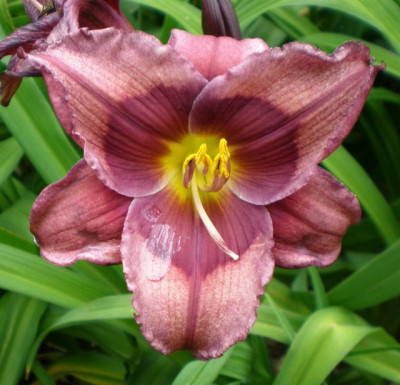 Purple_Phantom_2014_2_em.jpg