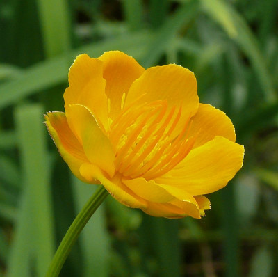 trollius_2014-06-22_610.jpg