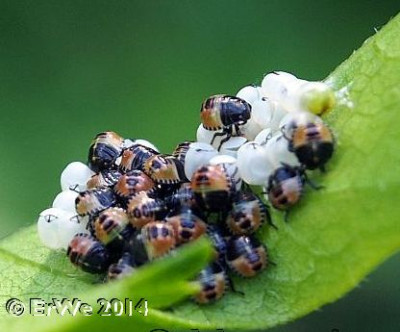 Heteroptera_wergenau_2014-06.jpg