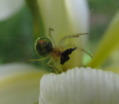 Spinne_auf_Iris_1.jpg