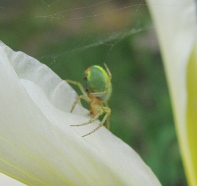 Spinne_auf_Iris_2.jpg