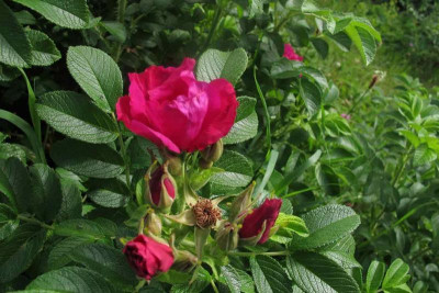 rugosa00.jpg