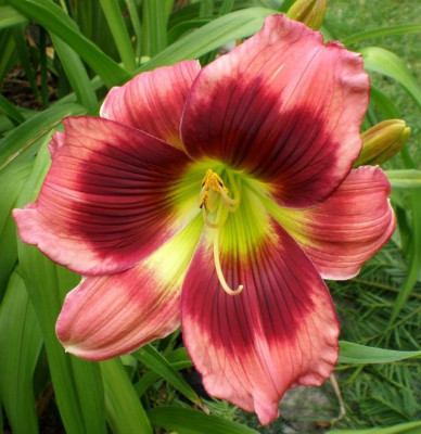 Waxen_Splendor_2014_4_em.jpg