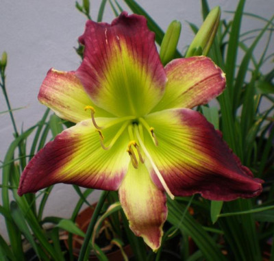 Emerald_Starburst_2014_em.jpg