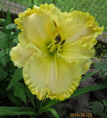 IMG_4187_small.JPG