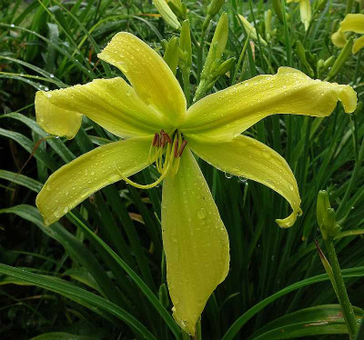 Yellow_Angel_0385.jpg
