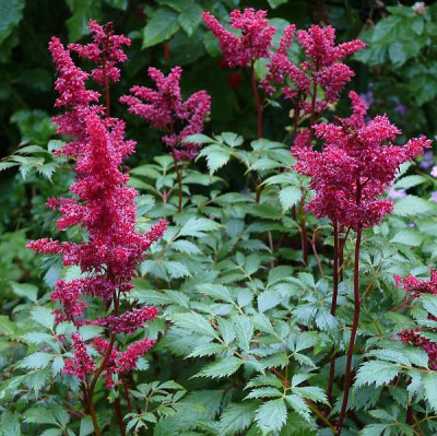 astilbe_arendsii_fanal_2014-06-25_631_80k.jpg