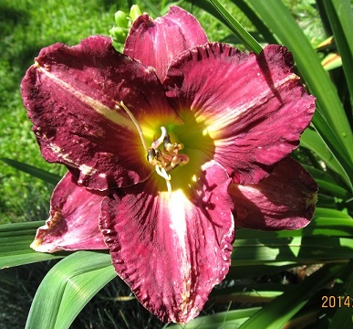 IMG_4208_small.JPG