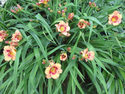 GT03-KLE2_Berleyer_Erdbeertiger_04061.jpg