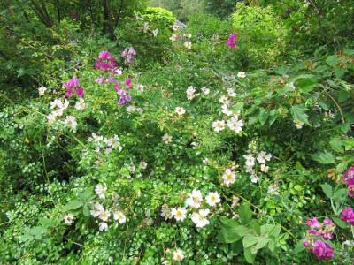 Rosendickicht_140626.jpg