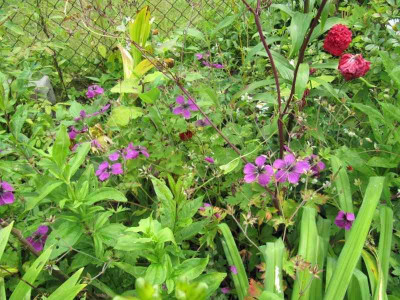 Geranium_x_Dragons_Heart_140626.jpg