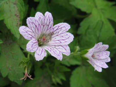 Geranium_versicolor_2_Kopie.jpg