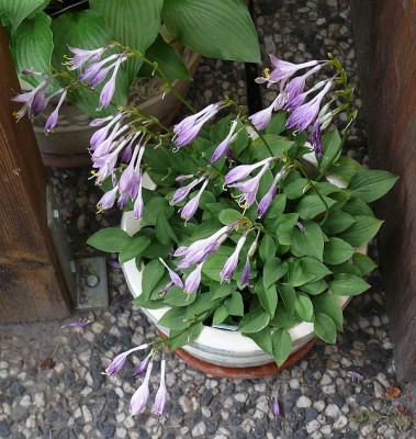hosta_japangirl_2014-06-15_533_80k.jpg