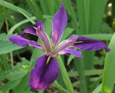 iris_2014-06-07_492_80k.jpg