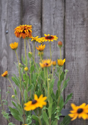Rudbeckia_06.jpg