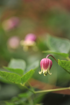 Clematis_viorna_06.jpg