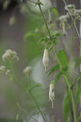 Adenophora_capillaris_06.jpg