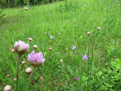 Wiese_MGP_vorne_140628.jpg