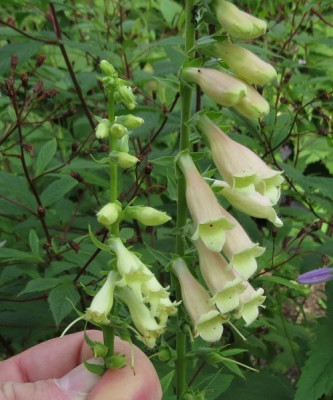 IMG_4147_Digitalis_Vergleich.jpg