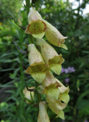 IMG_4168_Digitalis_Hybride.jpg