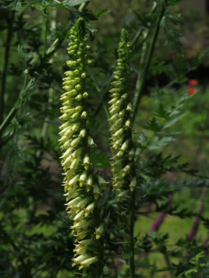 IMG_4159_Digitalis_micrantha.jpg