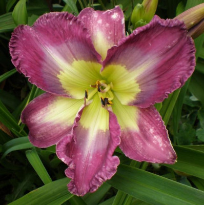 Frieda_Allen_Jerrell_2014_em.jpg