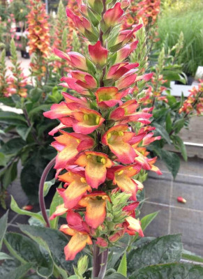 Digitalis_Illumination_06-2014_900x900_80KB.jpg