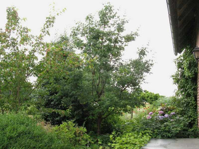 Acer_griseum_VorgartenKopie.jpg