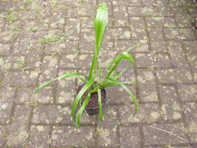 Phalaris_1_Kopie.jpg