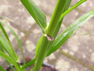 Phalaris_3_Kopie.jpg