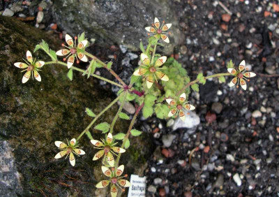 comp_Saxifraga_candelabrum1_29.06.14.jpg