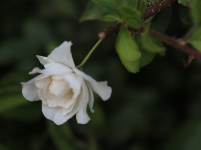 IMG_1841.jpg
