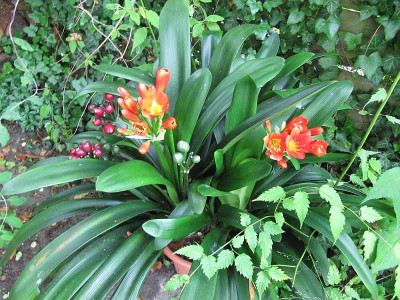 Clivia_140630.jpg