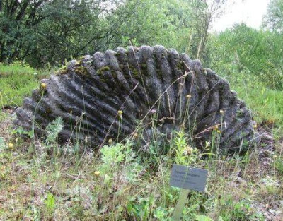 Riesenammonit2-ax.jpg