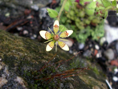 comp_Saxifraga_candelabrum2_29.06.14.jpg