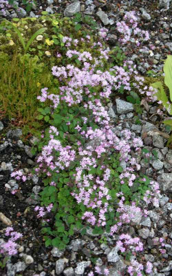 comp_Thalictrum_kiusianum_01.07.14.jpg