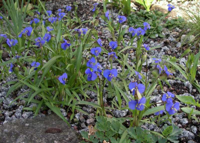 comp_Commelina_dianthifolia_01.07.14.jpg