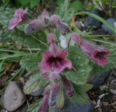 Rehmannia_henryi__...___16.4.14_014..jpg