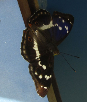 groer-schillerfalter-axkl.jpg