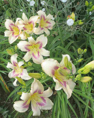 GT09-KL27.24_Isle_of_Dreams_X_Sophias_Love_05051.jpg