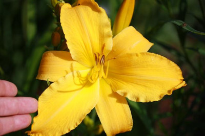 hem50a.jpg