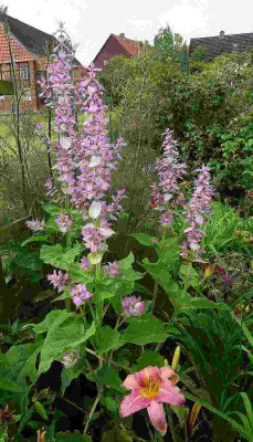 Salvia_sclarea_04471.jpg