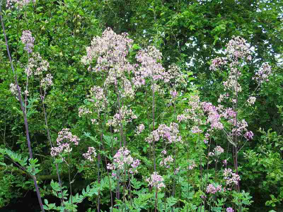 Thalictrum_Elin_04721.jpg