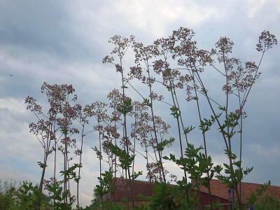 Thalictrum_Elin_04731.jpg